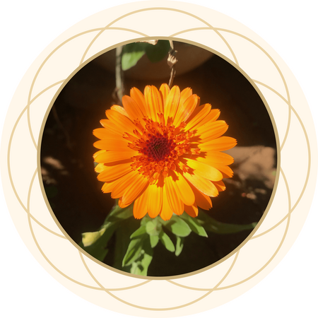 Calendula