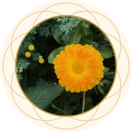 Calendula
