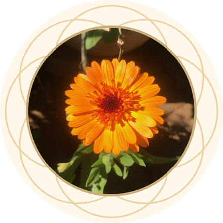 Calendula Calendula