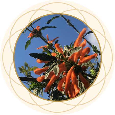 Leonotis leonurus flowers